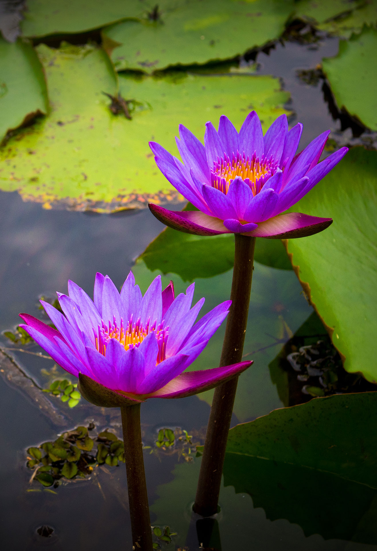 double water lily.jpg