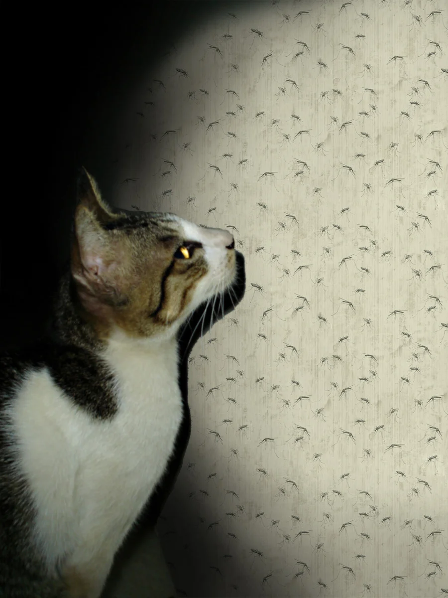kattmygg copy.jpg