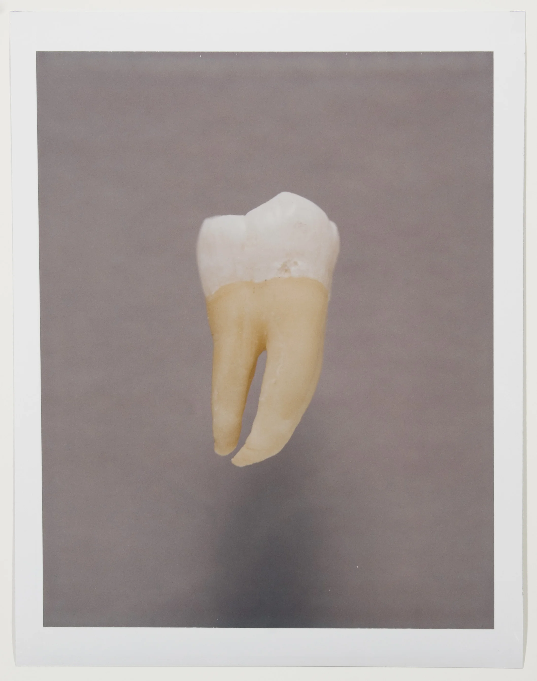tooth 4.jpg