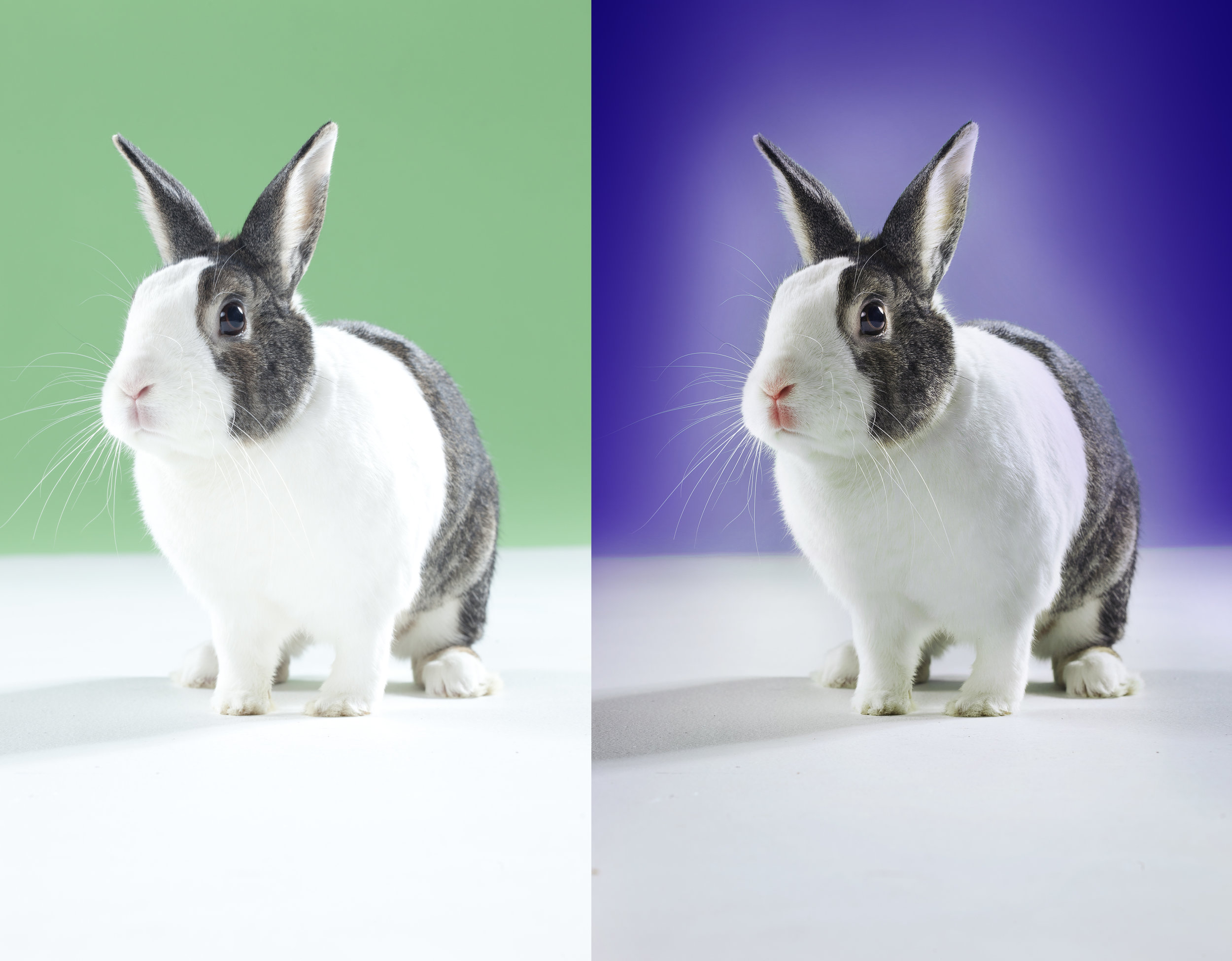 TOC_ANIMALS_025 as Smart Object-2 copy.jpg