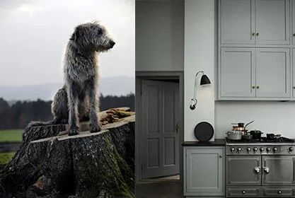 Wolfhound and color via Farrow and Ball