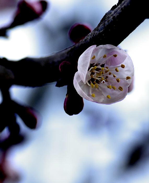 Cherry blossoms