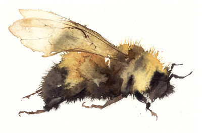 A study in watercolor and gauche