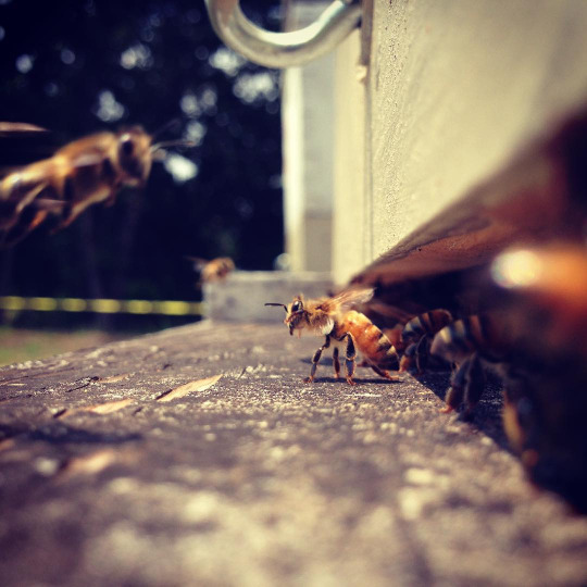 Bee2.jpg