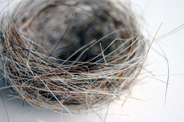 Bird nest 1.jpg