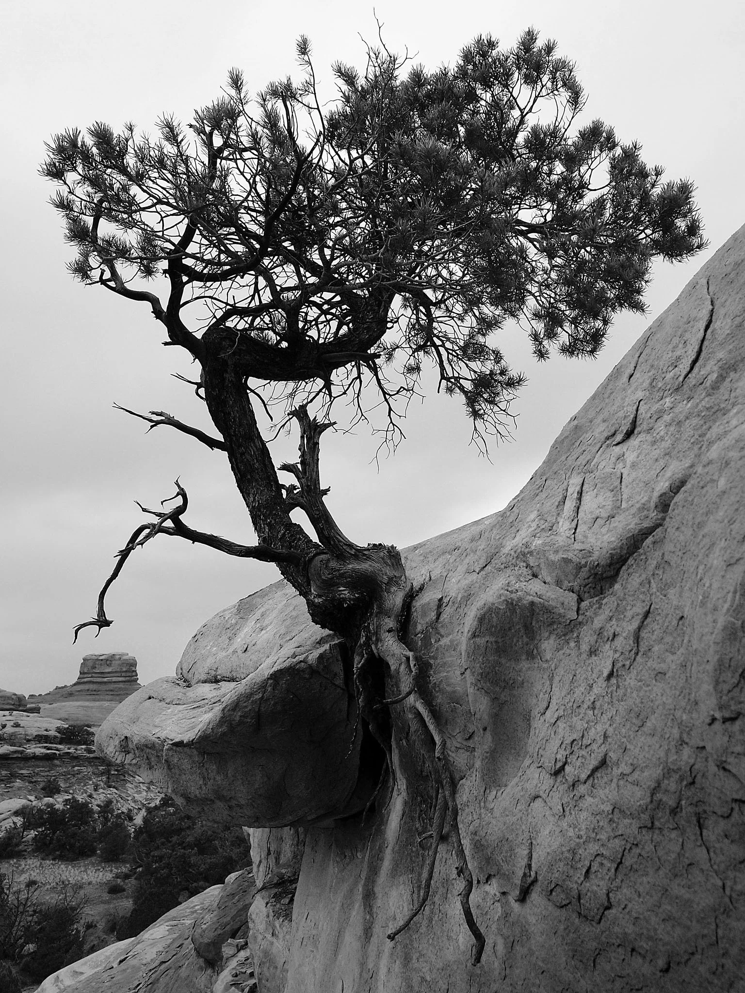 canyonlandspine.jpg