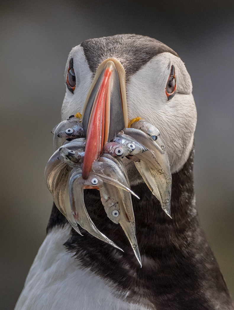 20160801_VigurIslandPuffins_1375Fv2shrp.jpg