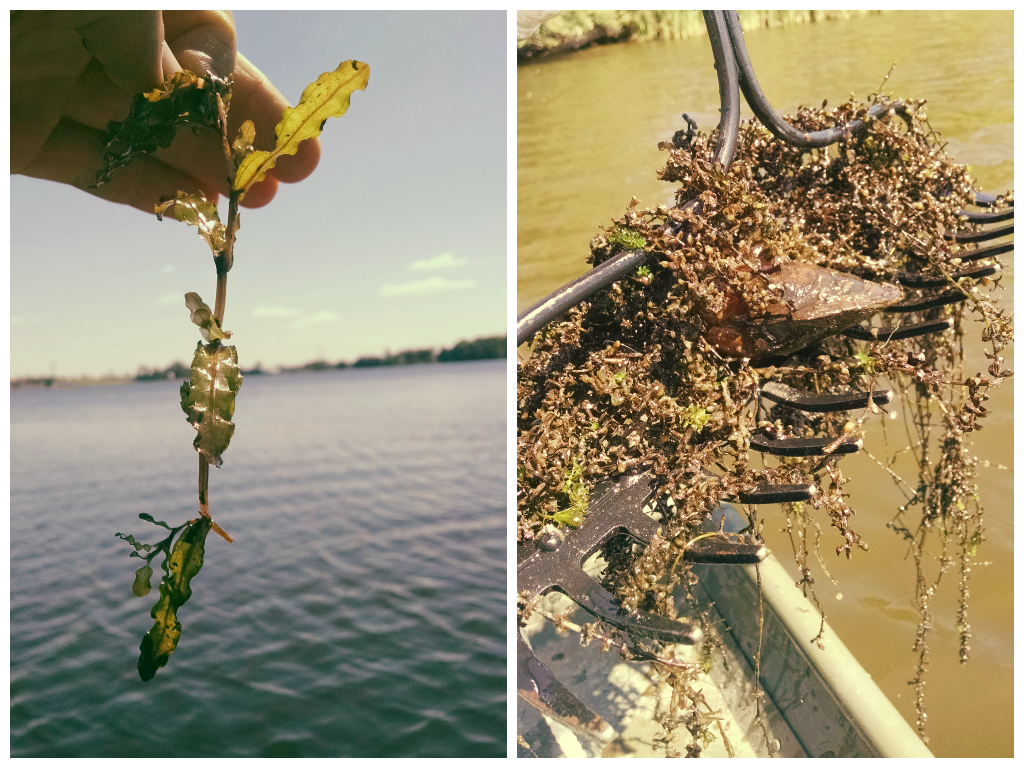 Left: Invasive curly leaf pond weed  Right: Rake filled with elodea canadensis and a large mussel. Both are native.