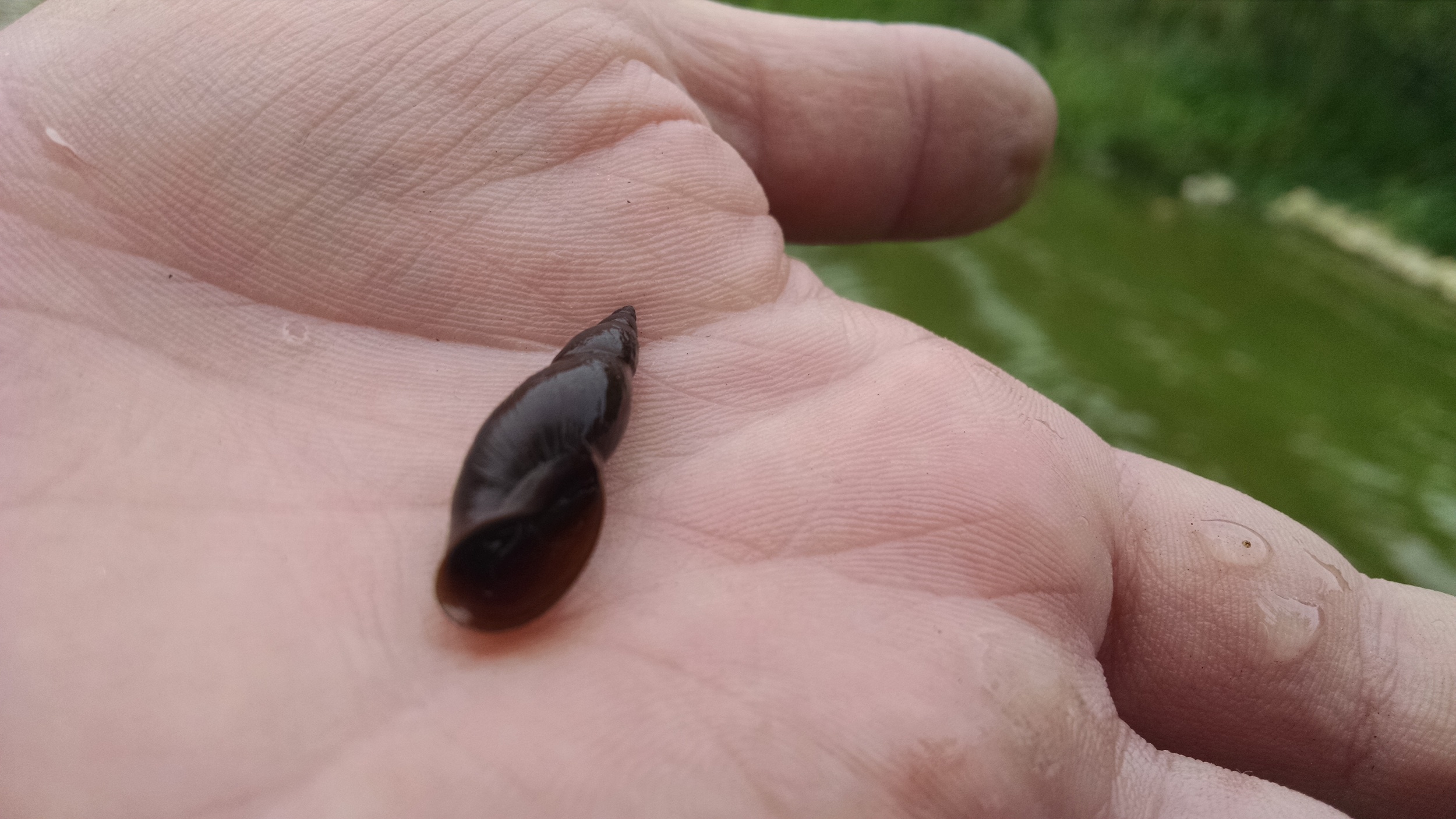 Unknown native snail
