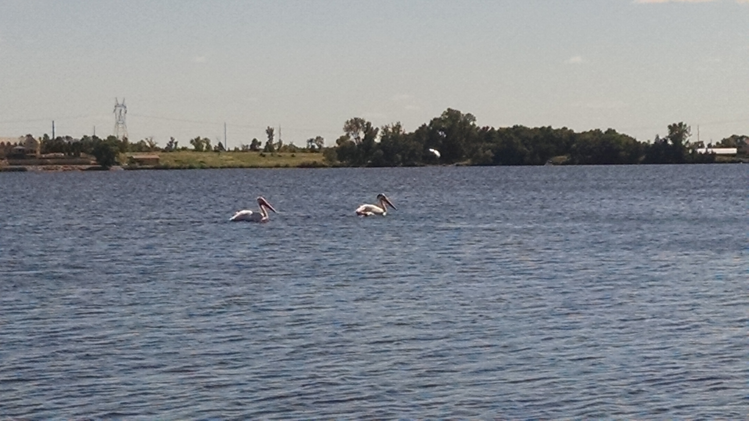 Pelicans on Hyde's Lake