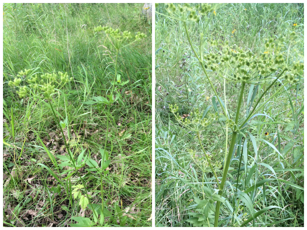 Left: Golden alexander Right: Wild parsnip