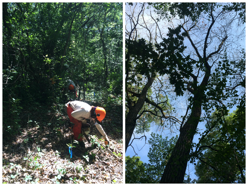 (L) Preparing to plow by removing buckthorn.&nbsp;&nbsp;&nbsp;&nbsp;&nbsp;&nbsp;&nbsp;&nbsp;&nbsp;&nbsp;&nbsp;&nbsp;&nbsp;&nbsp;&nbsp;&nbsp;&nbsp;&nbsp;&nbsp;&nbsp;&nbsp;&nbsp;&nbsp;&nbsp;&nbsp;&nbsp;&nbsp;&nbsp;  (R) A golden and slightly barren crown are key symptoms of oak wilt.