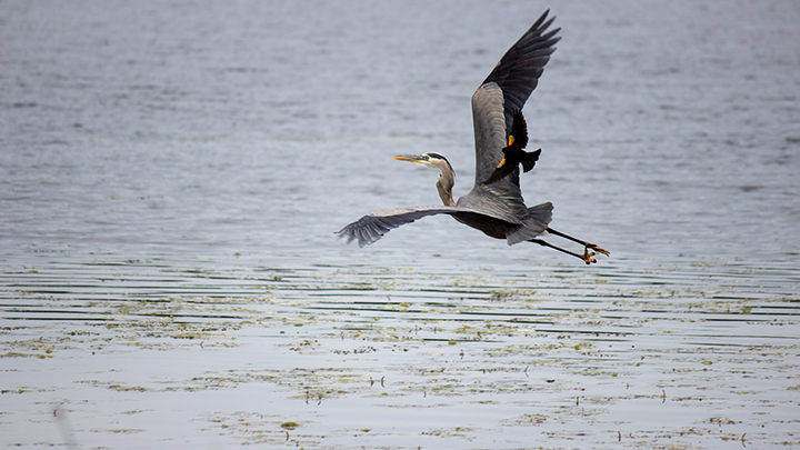 Red-winged blackbird chased&nbsp;a heron down the Lake Phalen shoreline.&nbsp;