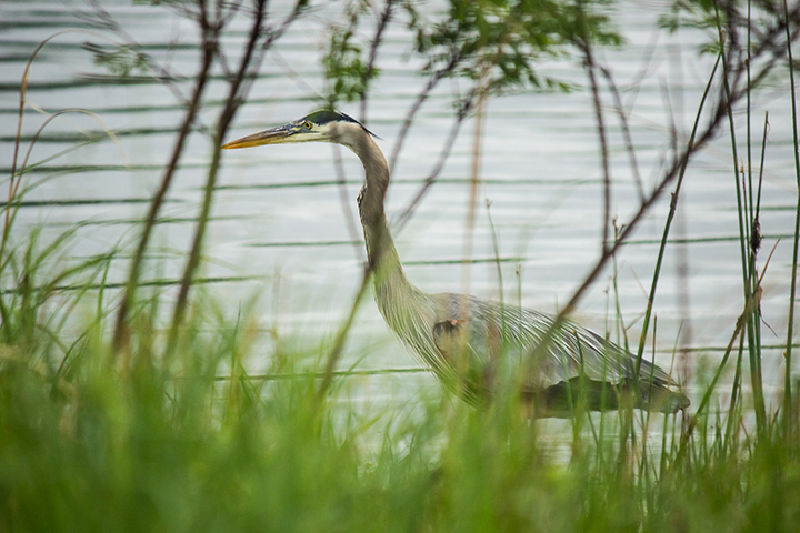 Great blue heron waded&nbsp;silently through the water beyond the grass, trees and shrubs.&nbsp;