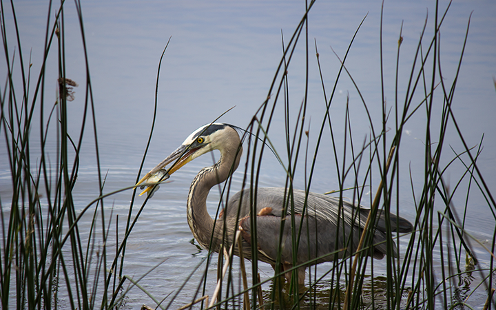 Great blue heron about to swallow a freshly caught fish from Lake Phalen.