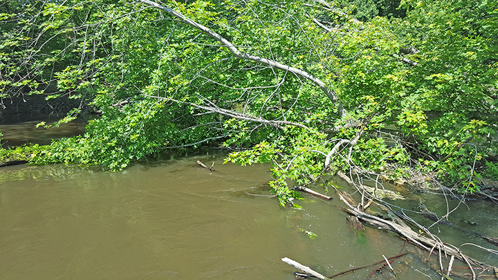A snag on the South Fork of the Crow River; see below for the cleared waterway.