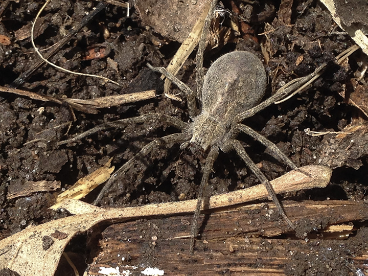 Nursery-web-spider-(female)-05,-Hidden-Falls.png