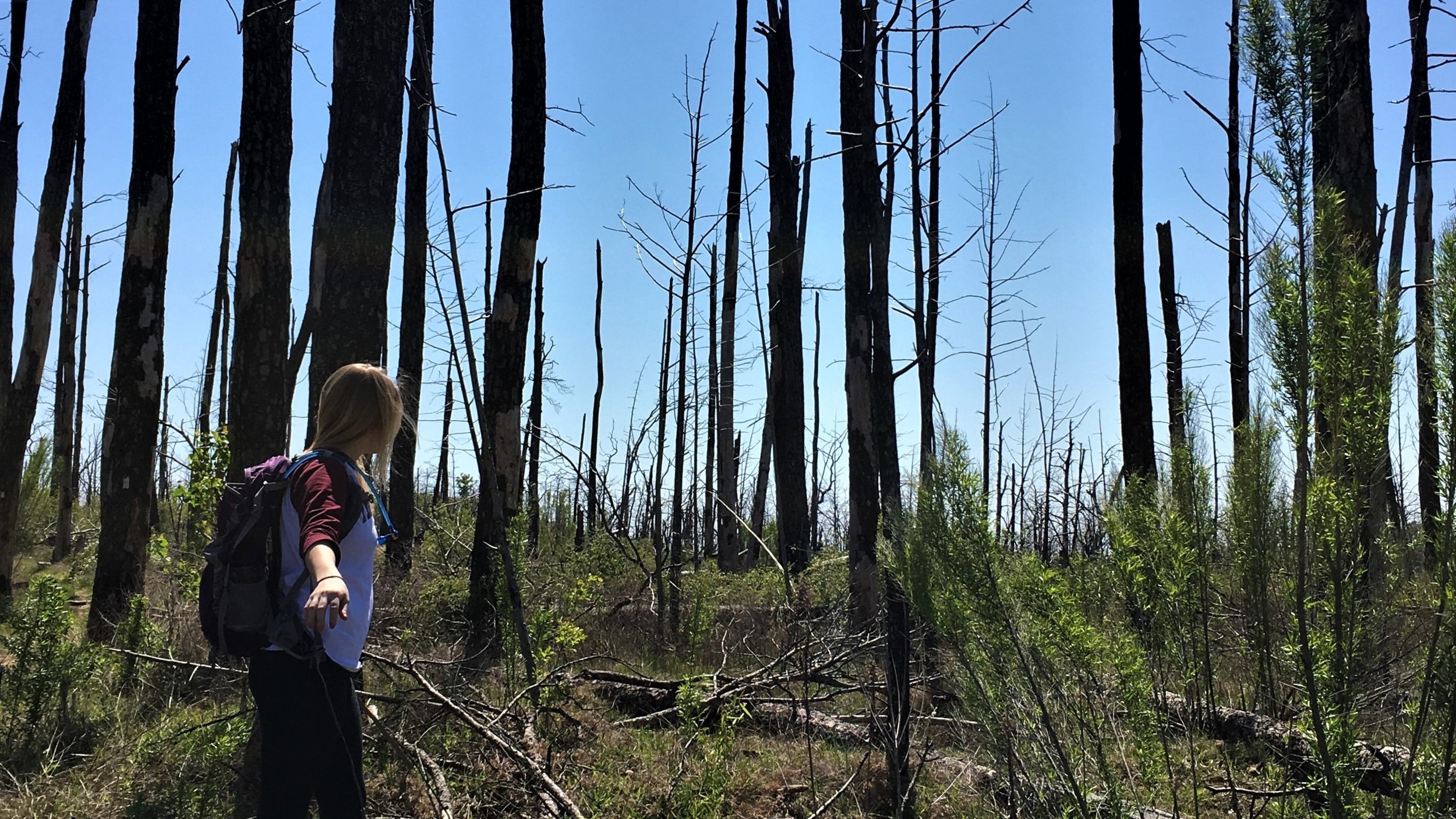 Pictured: Hiking amidst the pines affected by the 2011 Bastrop Wildfire      March 2016 | Bastrop State Park, Bastrop, TX