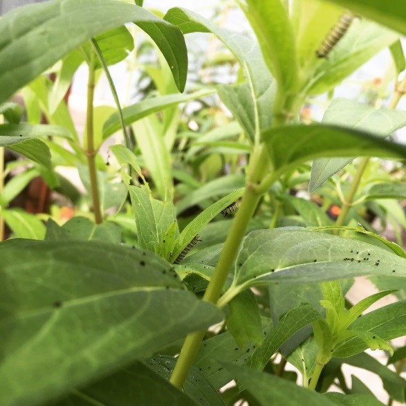 Monarch caterpillars on swamp milkweed.jpg