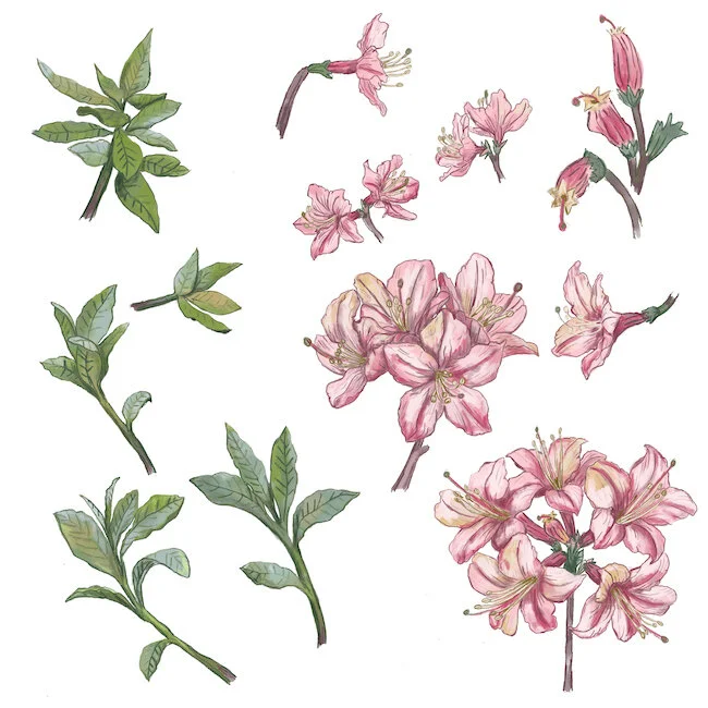 Azaleas.JPG