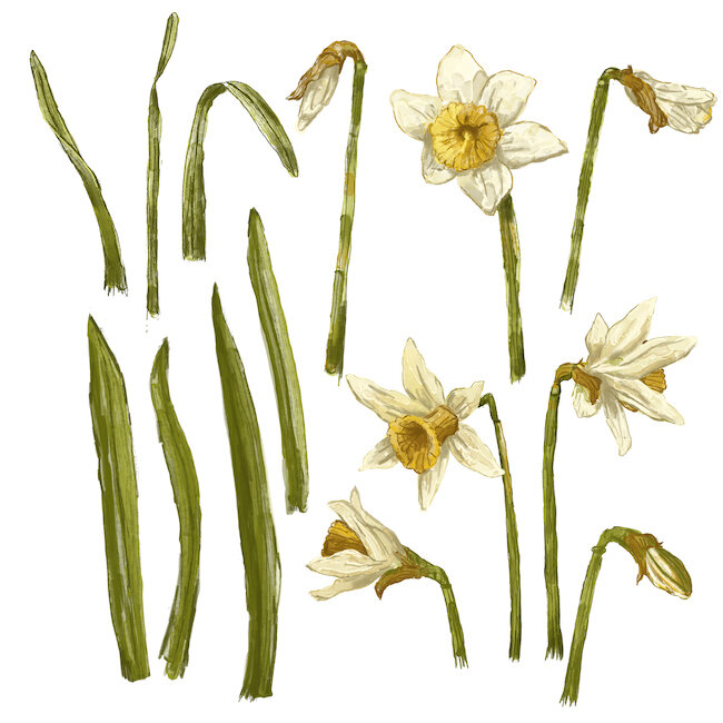 Daffodils.JPG