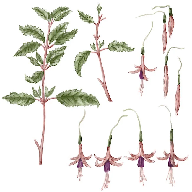 Fuchsias.JPG