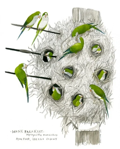 monkparakeets_2013.jpeg