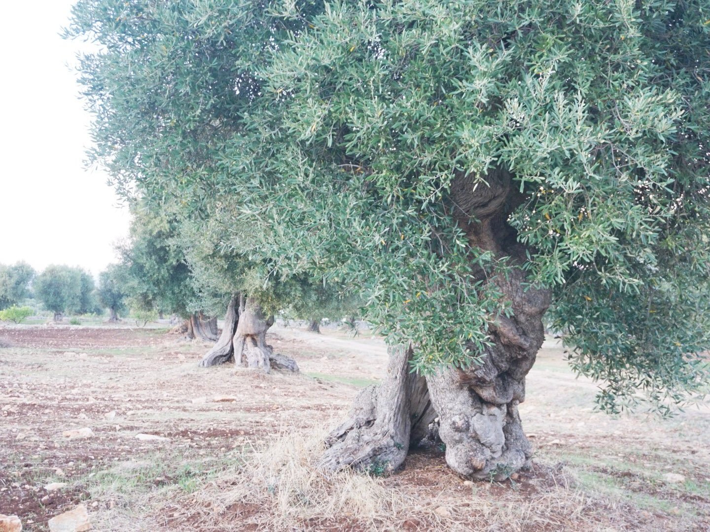 masseria-il-frantoio-italy-olive-tree-claudinehart.jpg