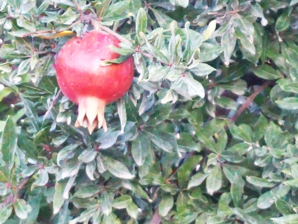 masseria-il-frantoio-italy-pommegranate-claudinehart.jpg