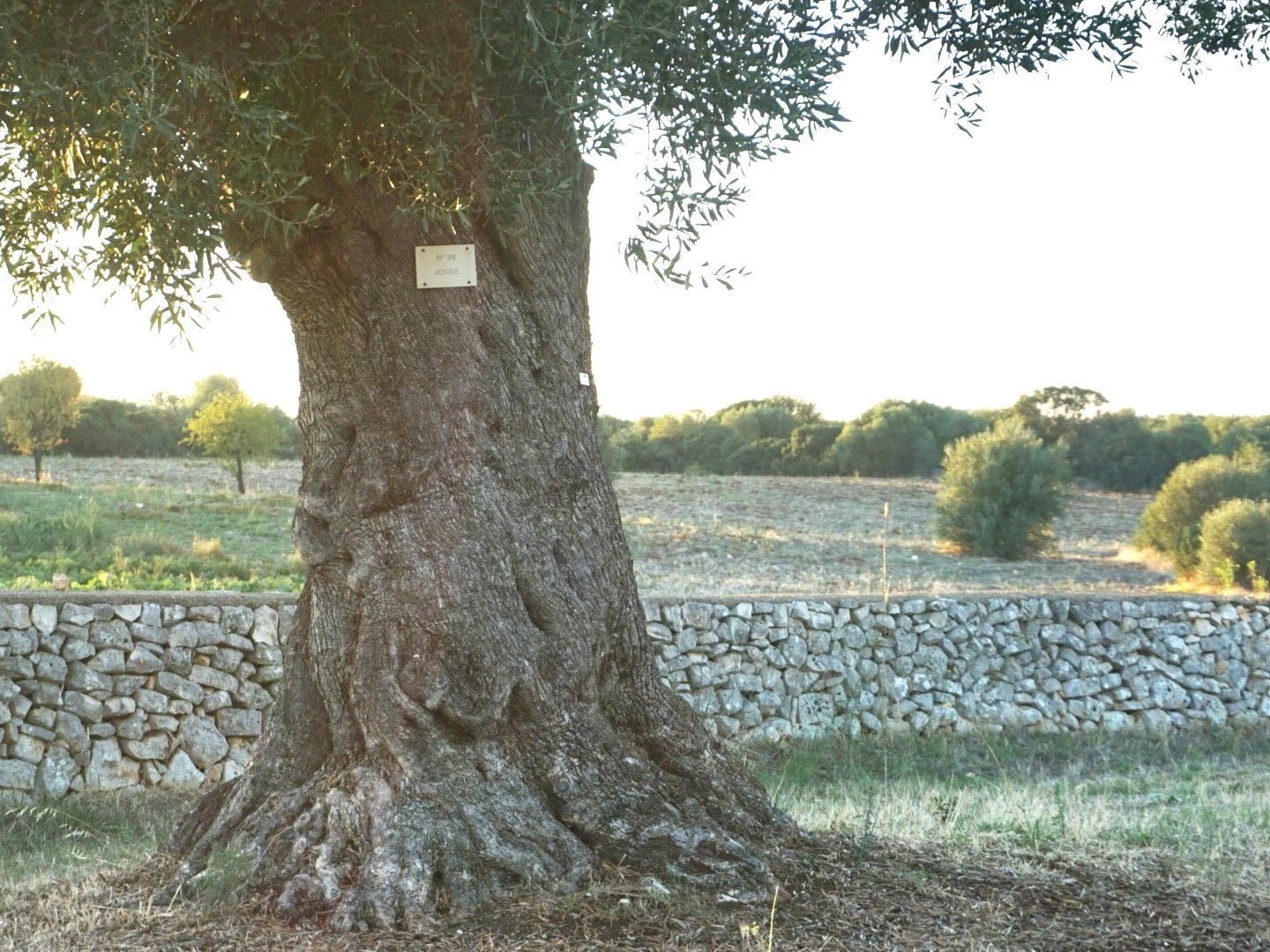 masseria-il-frantoio-italy-olive-tree-2-claudinehart.jpg