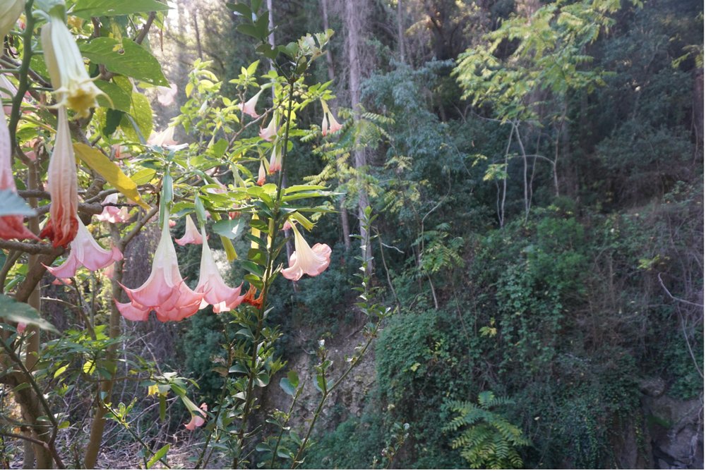 claudine-hart-corfu-hiking-angel-trumpets.jpg