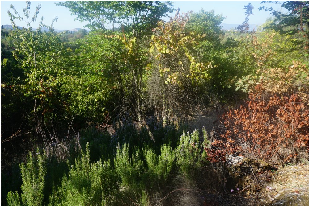 claudine-hart-corfu-hiking-botany.jpg