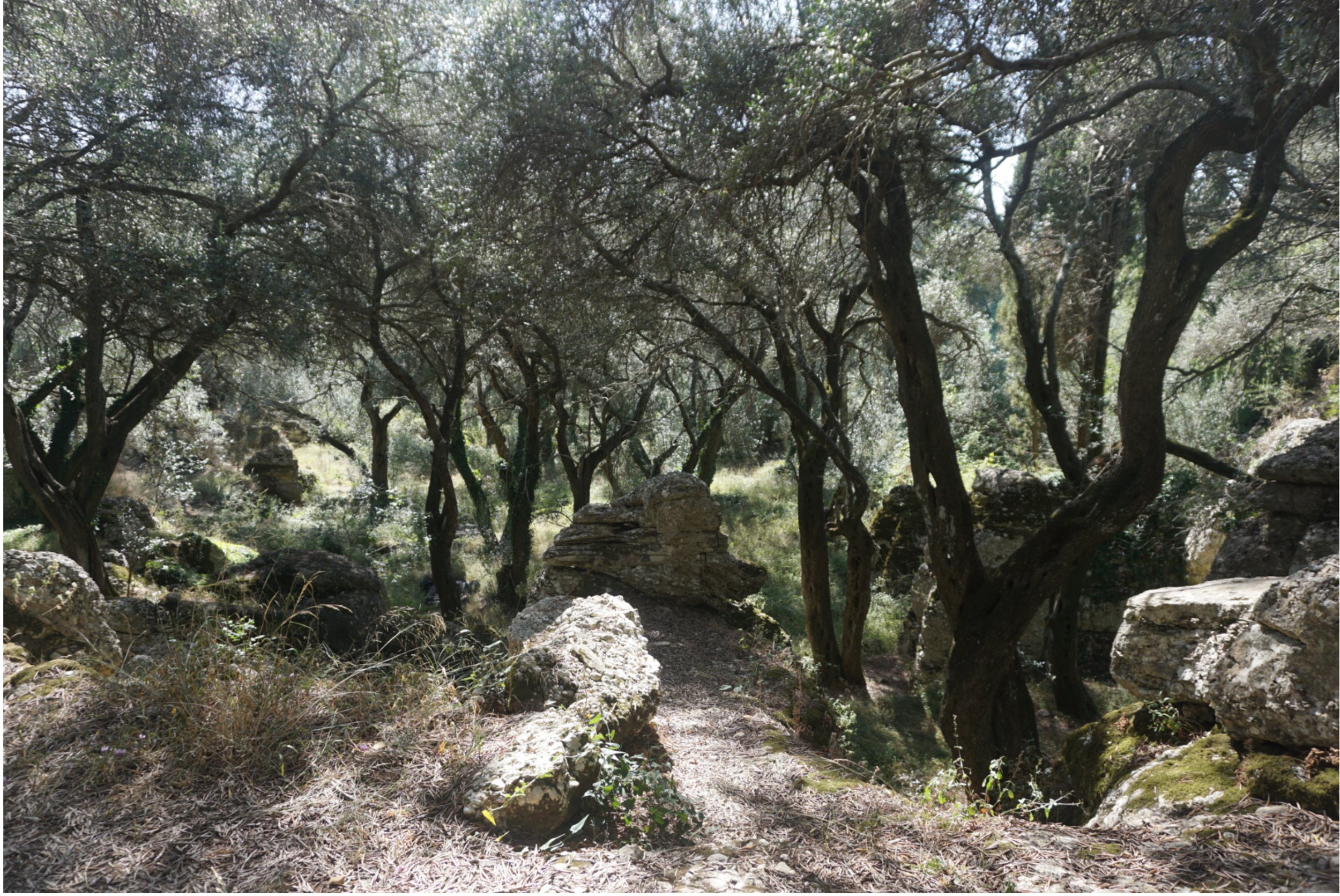 claudine-hart-corfu-hiking-eucalyptus-4.jpg