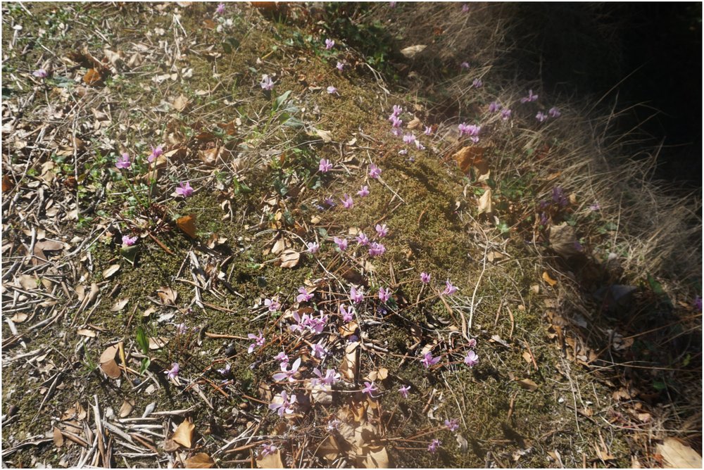 claudine-hart-corfu-hiking-flora.jpg