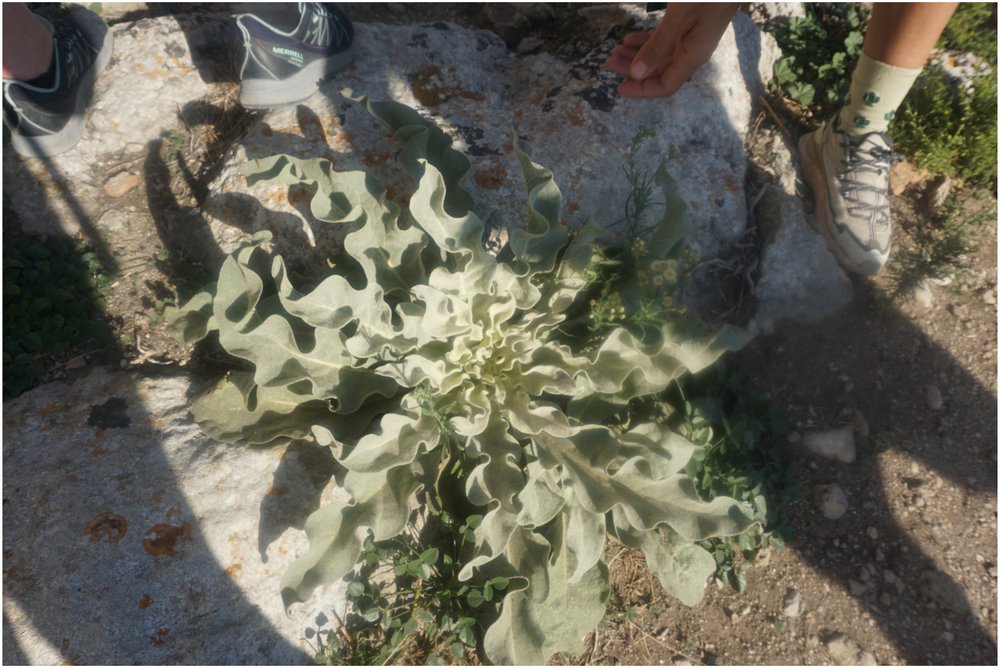 claudine-hart-corfu-hiking-vegetation.jpg