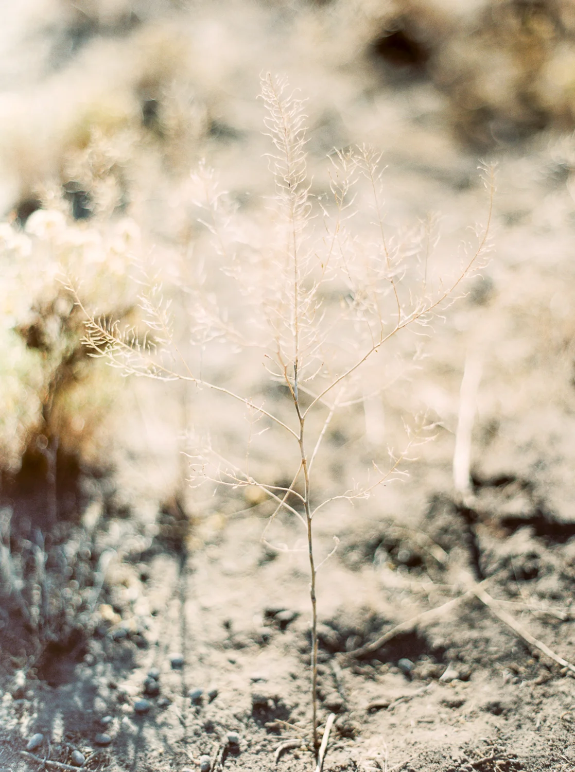 Brian Whitt Photography-Earrth-0001-2.jpg