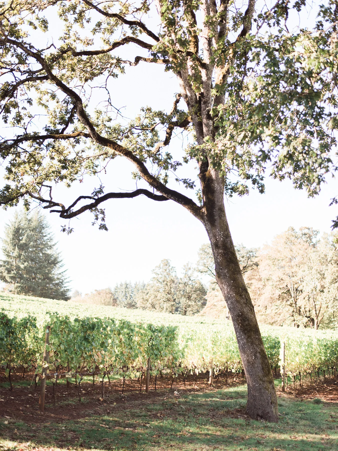 Tree at Oregon Olive Mill