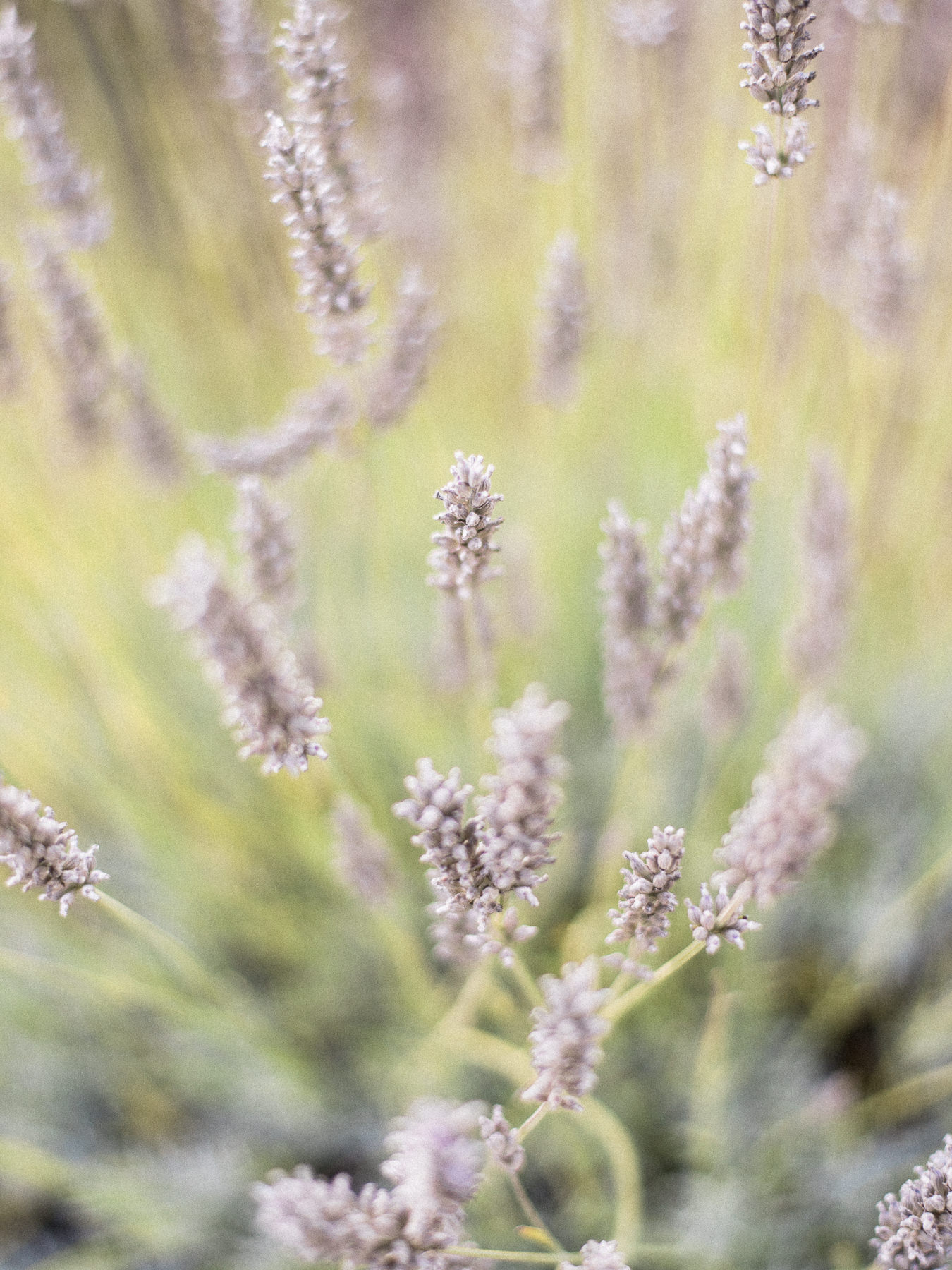 Lavender at Oregon Winery Wedding