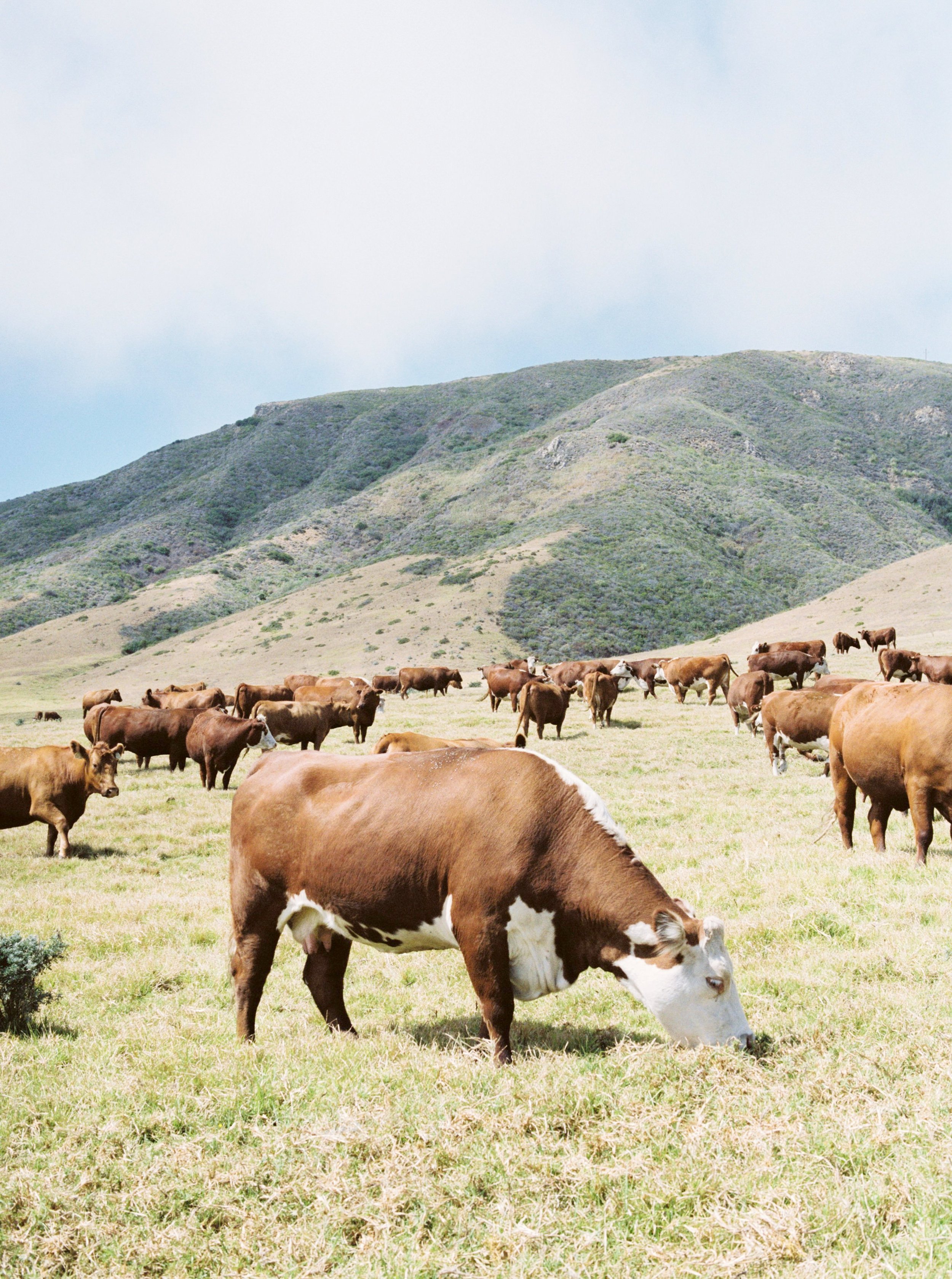 Brian Whitt Photography-Big Sur Cows-1.jpg