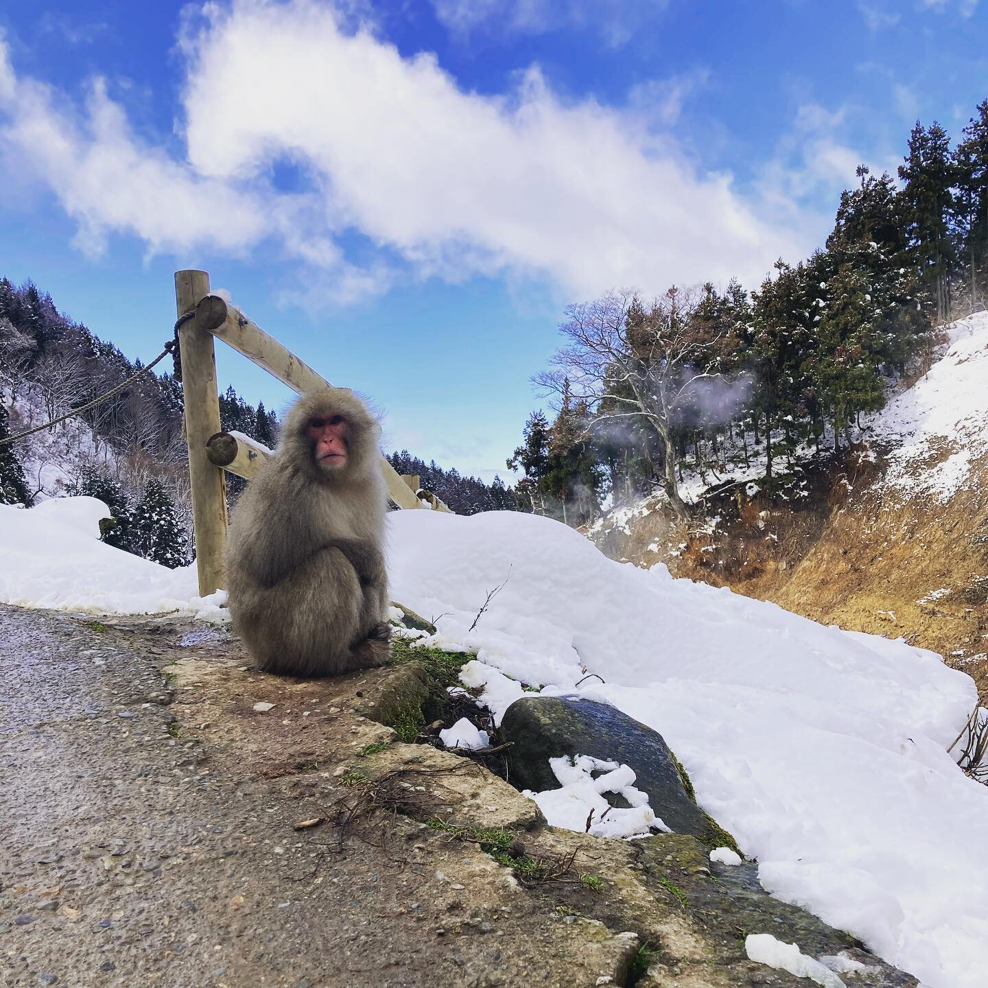 Supermodel monkeys 🐒

Join our Snow Monkey Tour on 
http://www.snowmonkeytour.com/
.
#snowmonkey 
#snowmonkeytour
#snowmonkeypark 
#白馬村 #信州 #旅行 #冬旅 #長野県観光 #旅行好きな人と繋がりたい #❄️ #スキーすきな人と繋がりたい #スノボすきな人と繋がりたい #skiholiday #japow #hakuba #hakubavalley #inst