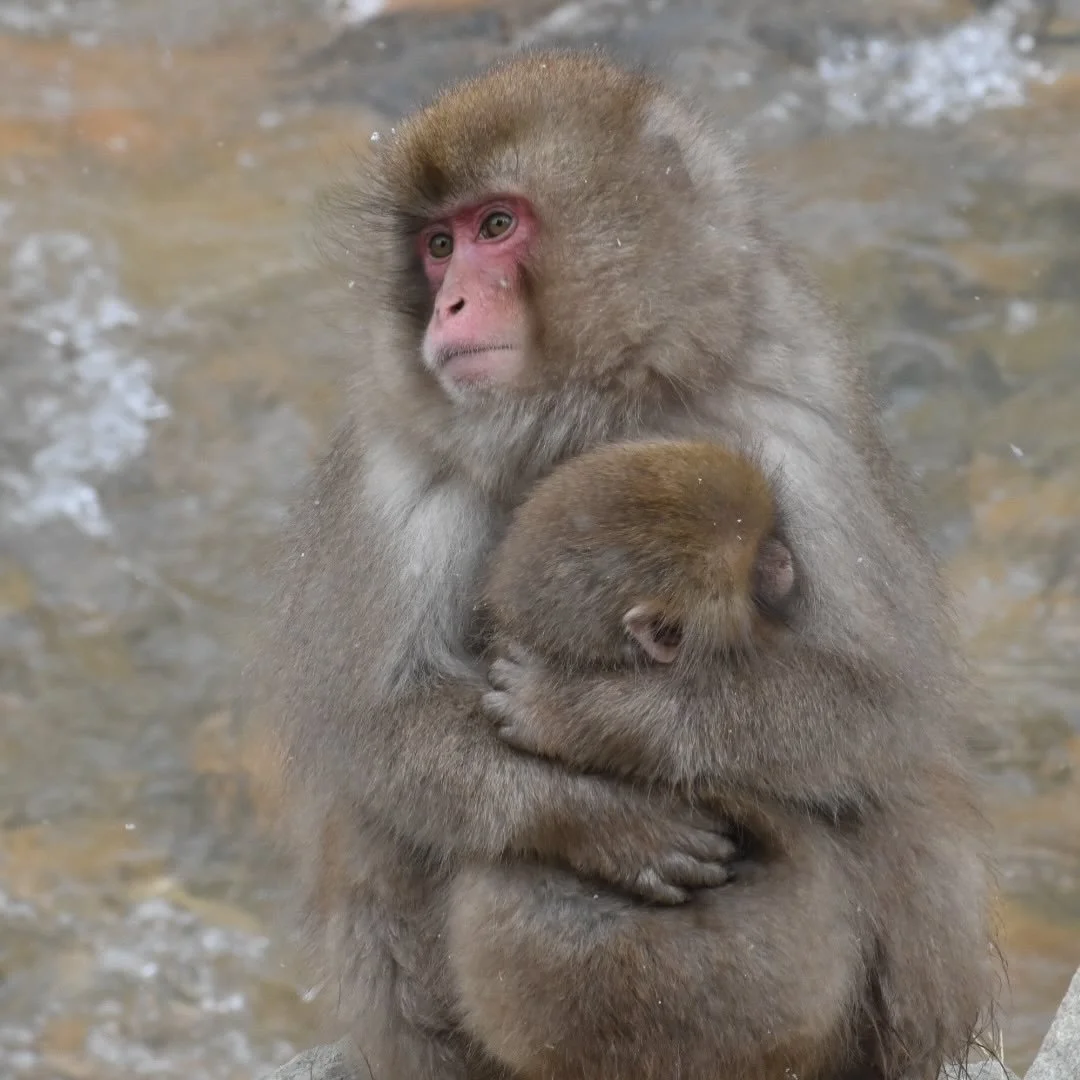 Our Snow Monkey Tour 2025-26 has started from 20 December 🐵(sorry for late notice!)
Almost 150 people have already participated in our tour for the last 5 days😳 Thank you!
Let&rsquo;s share the wonderful memories of seeing snow monkeys together!
We