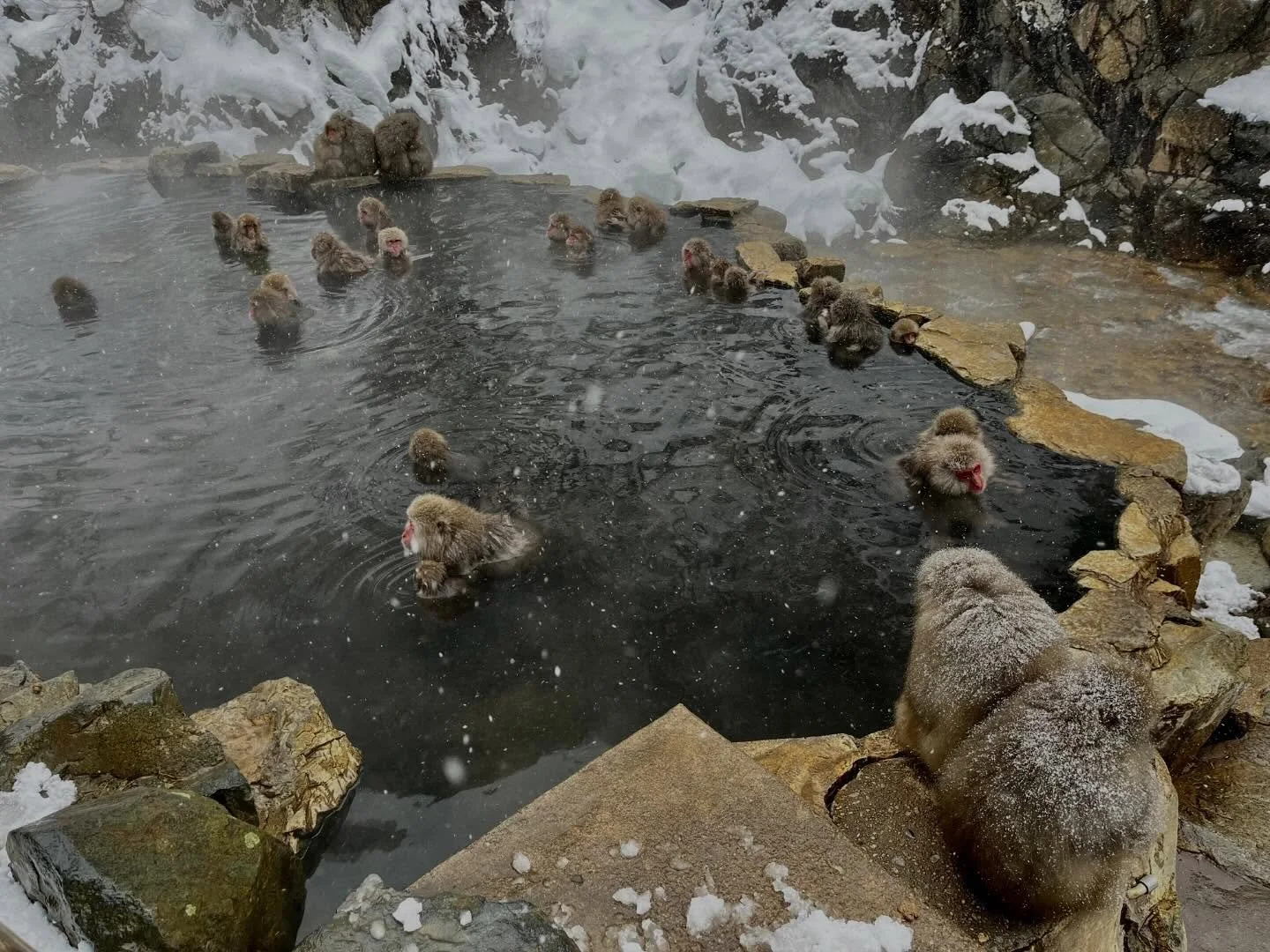 Time for a ski break? ⛷️

After a few big days on the mountain, why not mix it up with something different? 🐒

Come experience Japan&rsquo;s famous snow monkeys as they soak in their natural hot spring ♨️

After visiting the monkeys at Jigokudani Mo