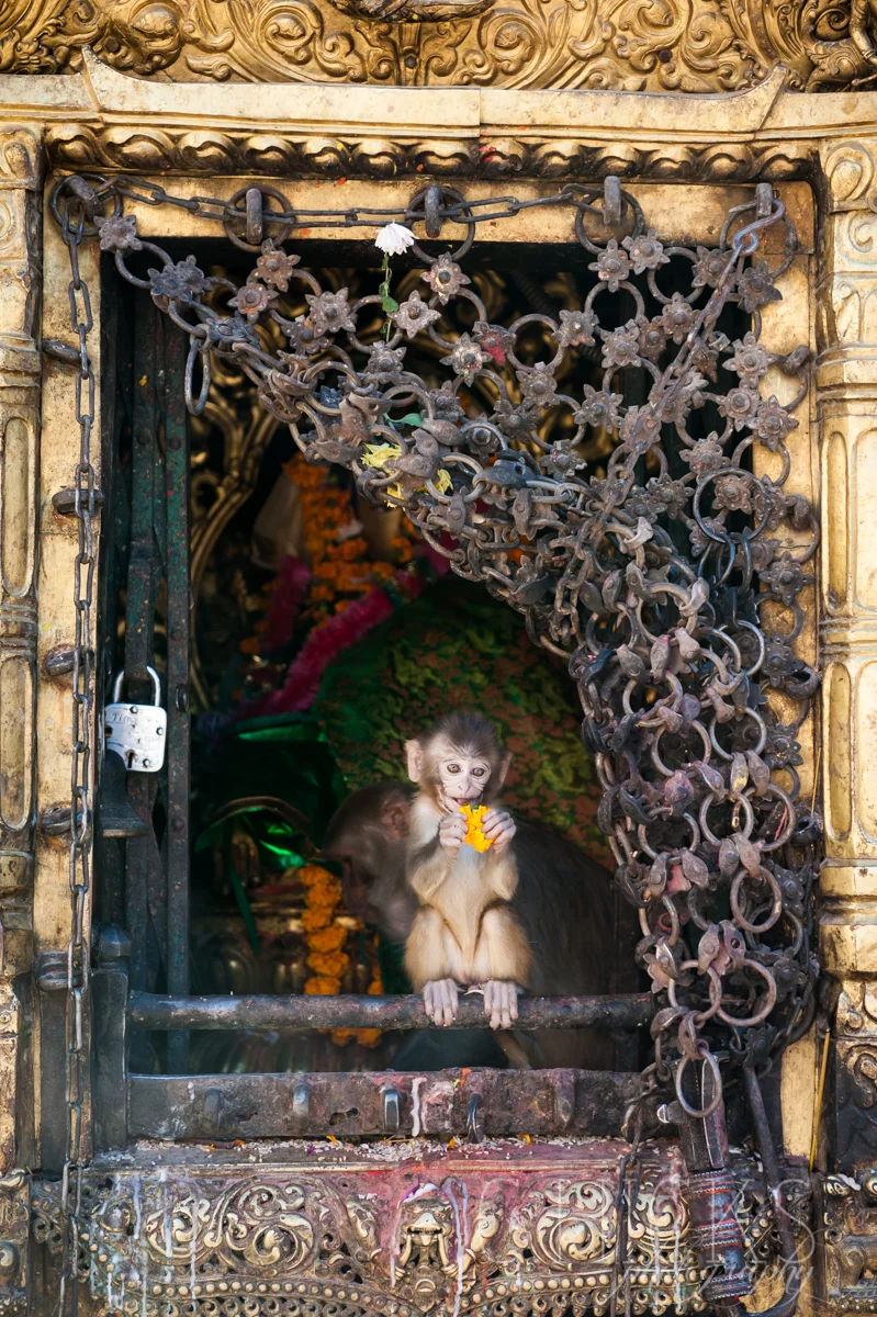 Kathmandu-16Nov13-136©chicksphoto.jpg