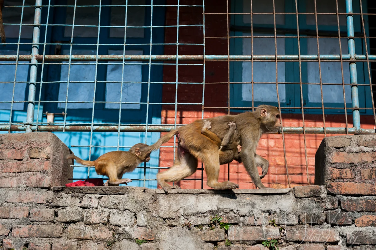Kathmandu-16Nov13-217©chicksphoto.jpg