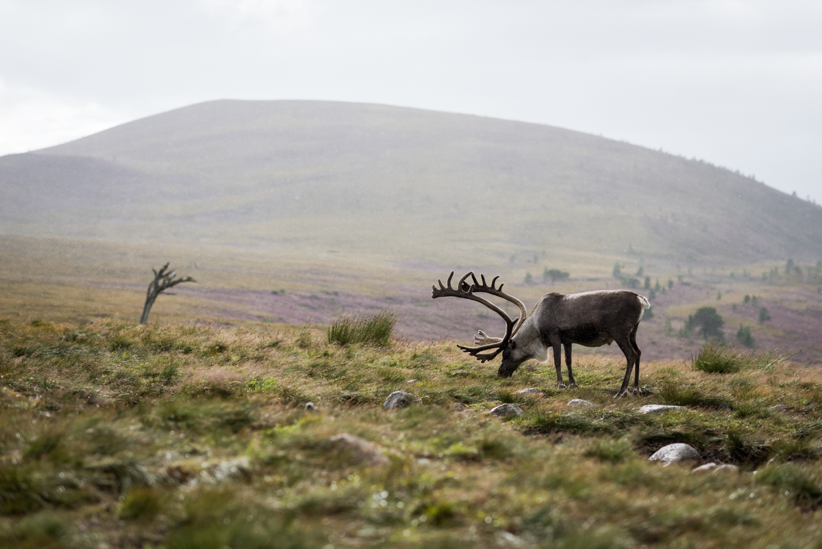 20170815Scotland-0639©chicksphoto.jpg