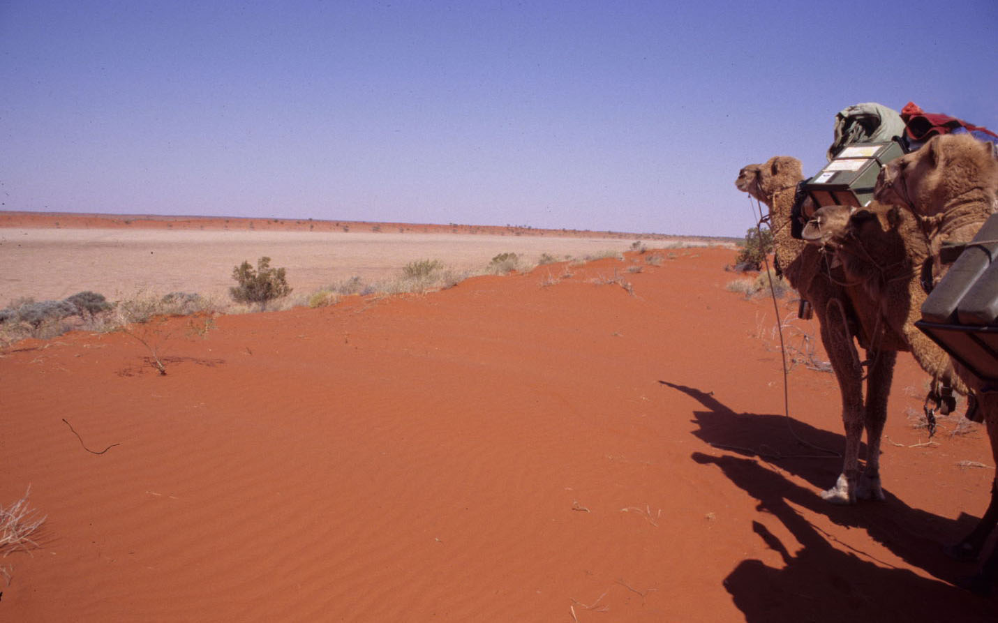 The dry Simpson Desert.