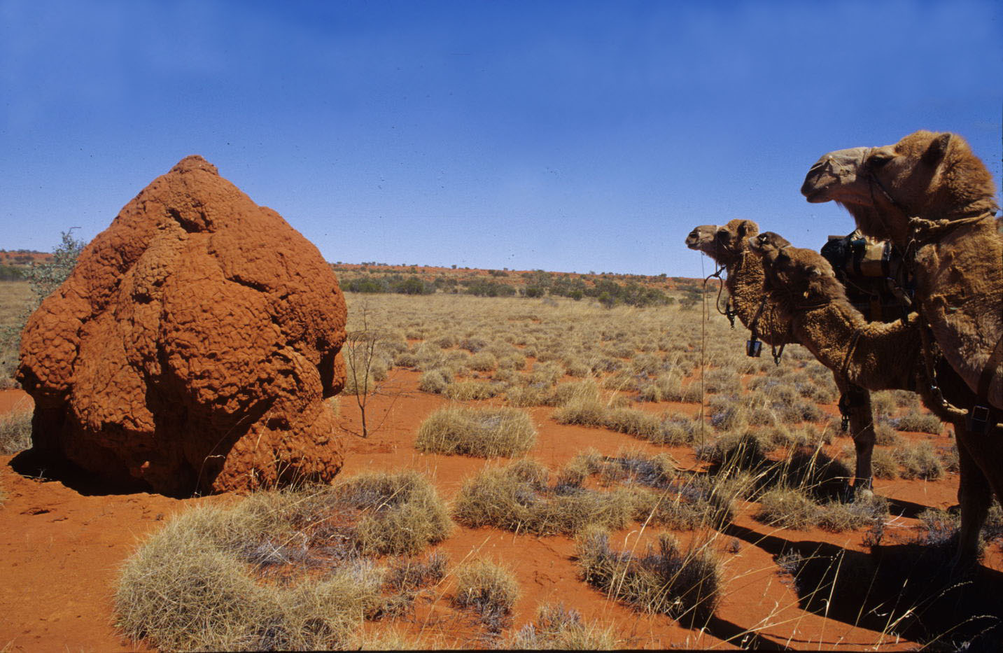 Termite mounds, northern Simpson Desert.