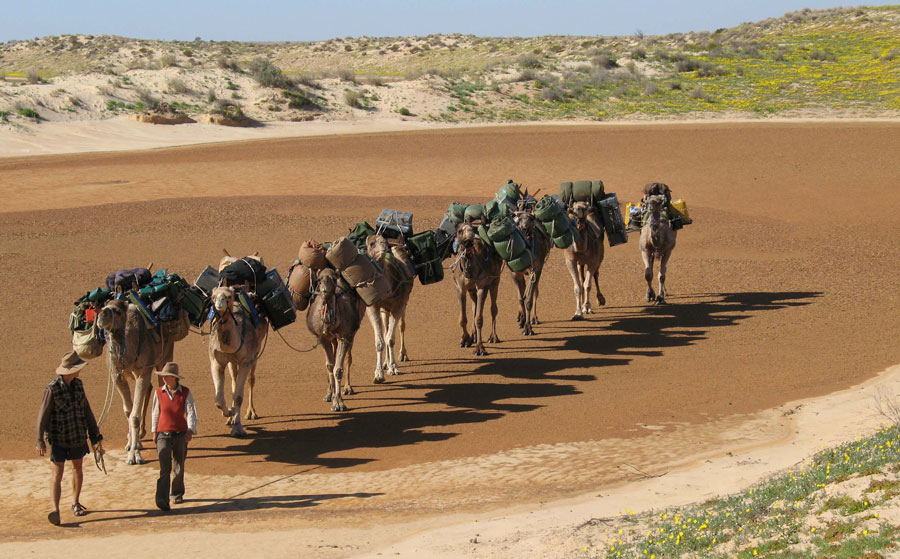 The camel team walks across a small claypan, Arid Rivers Expedition 2007.