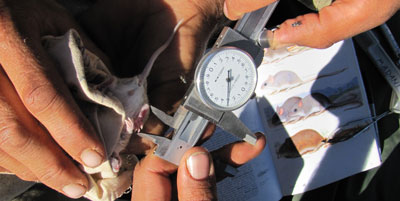 Taking measurements of the hind leg of a Striped-faced dunnart, 2011.