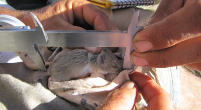 Data is collected on all of our mammal & marsupial catches.